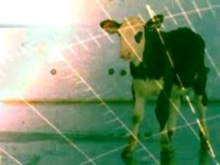 Placebo - Bruise Prustine