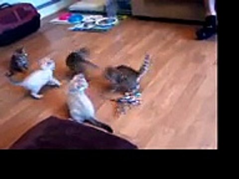 Bengal Kittens gone wild! Kitten Karate kick!