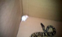 Lemon Ball Python Brutal Mouse Feeding #1