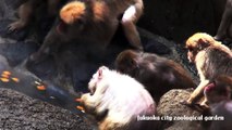 【HD】サル山にゆず湯が登場-ニホンザルのスポットガイド＠福岡市動物園/13-12-22-001