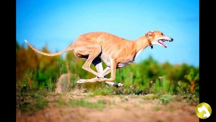 Грейхаунд: кто на свете всех быстрее – не догнать собаку грея!