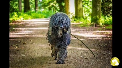 Бриар: удивительная овчарка из Франции