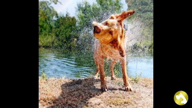 Чем лечить лишай у собак: различные методы