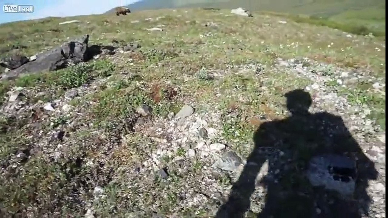 Ayıyla Karşılaşsaydınız Ne Yapardınız