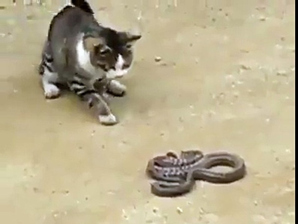 FIGHT cat VS SNAKE video Dailymotion