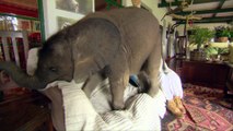 Elephant Baby Havoc at home Nature's Miracle Orphans 2016