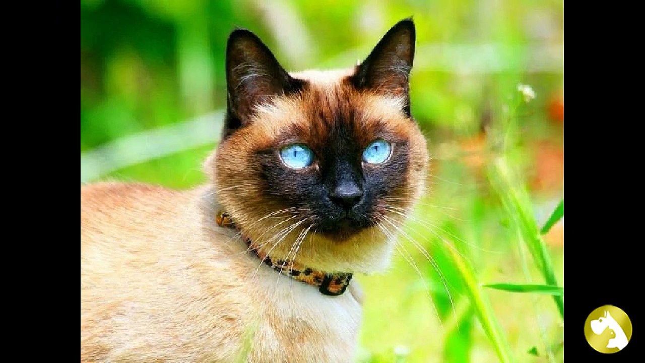 Тайская кошка: удивительный окрас и голубые глаза