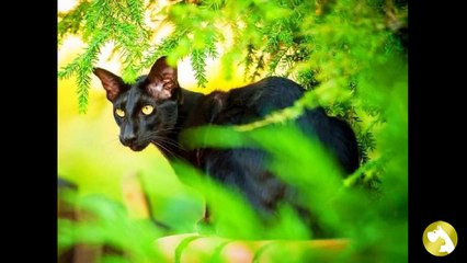 Ориентальная кошка: красавица с востока