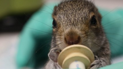 The delicate process of rehabilitating injured squirrels