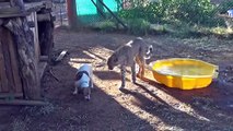 CheetahAfrican  Cub Versus Jack Russell Terrier - Cat -u0026 Dog Fight Battle of Will - Cheetah Thug Life