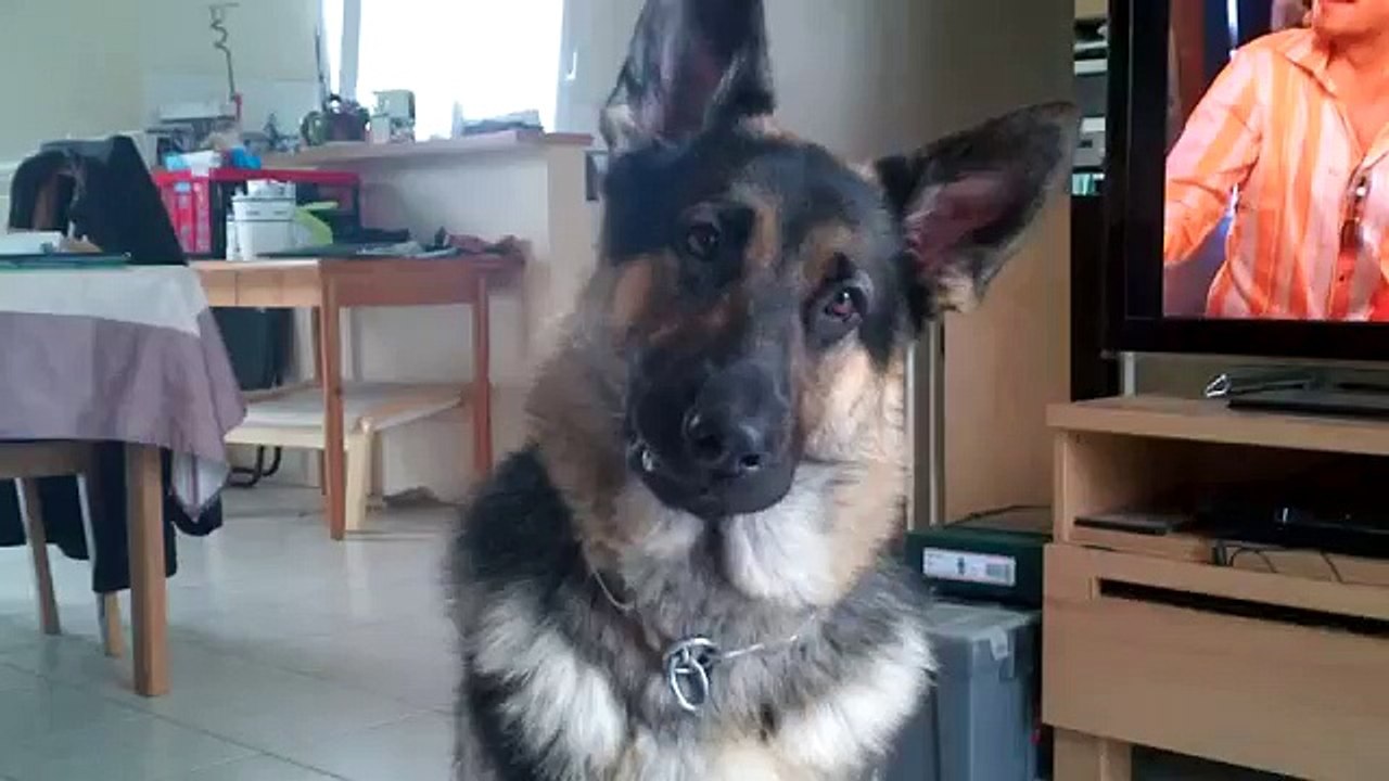 berger allemand qui chante sur tairo