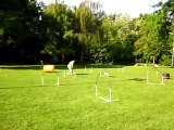 Agility Hooper Training 23.Juli 2014