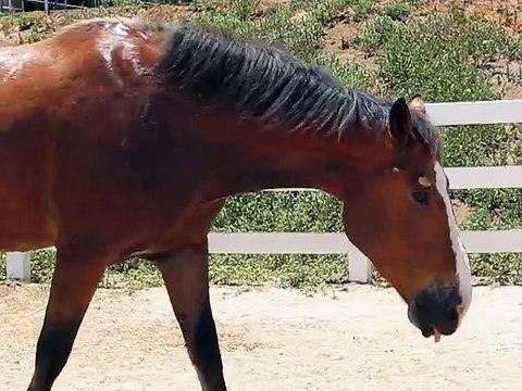 Ce cheval se lache bien comme il faut.... Plein d'air