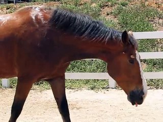 Ce cheval se lache bien comme il faut.... Plein d'air