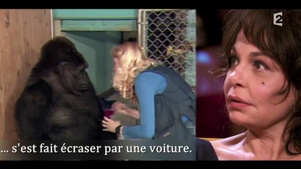 Koko la gorille apprend la mort de son chaton adoptif