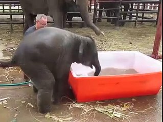 This is what happens when you give a baby elephant a pool