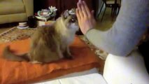 Kitty-Cat High-Five