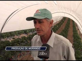 29-10-2013 - PRODUÇÃO DE MORANGOS - ZOOM TV JORNAL