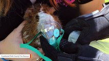 Firefighters Use Oxygen Mask On Guinea Pig For Recovery From House Fire