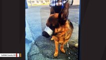 Abandoned German Shepherd With Mouth Duct-Taped Shut Rescued