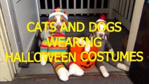 Cats-and-dogs-wearing-Halloween-costumes---Funny-and-cute-animal-compilation