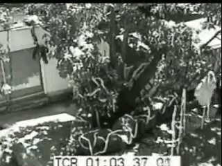 Sposa Tradisce il Marito Dietro Una Siepe Durante il Suo Matrimonio (VIDEO)