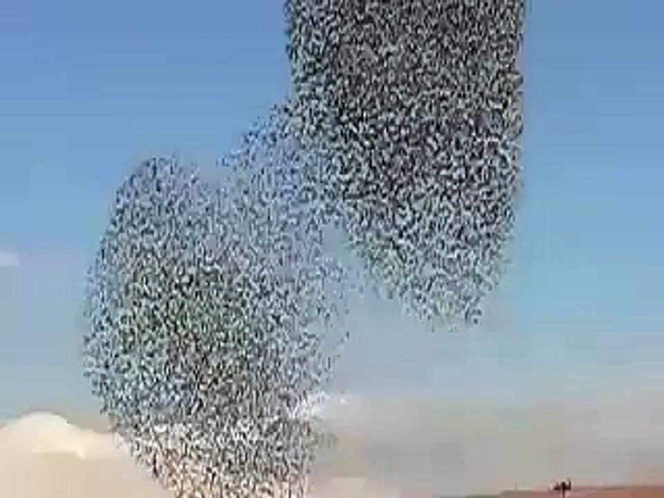 Birds Are Cute Beautiful Waterfalls