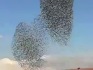 Birds Are Cute Beautiful Waterfalls