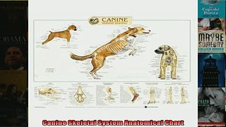 READ book  Canine Skeletal System Anatomical Chart  BOOK ONLINE