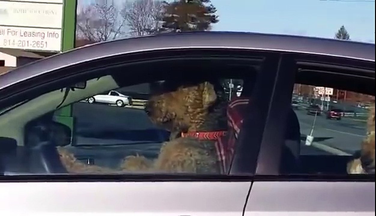 Road rage de chiens... Ahahah