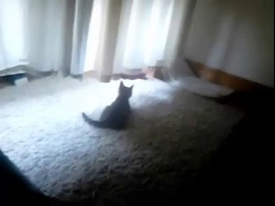 Spider-Cat