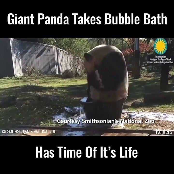 Giant panda Tian Tian enjoying a bubble bath