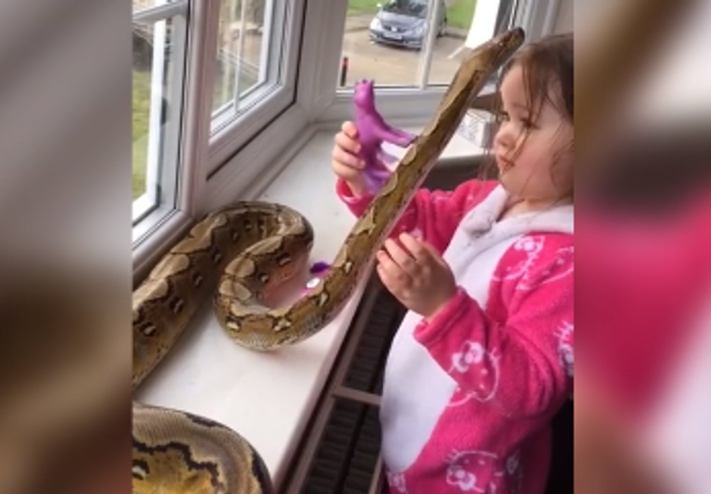 Une fillette de 3 ans fait un câlin à un python de 2,5 mètres (vidéo ...