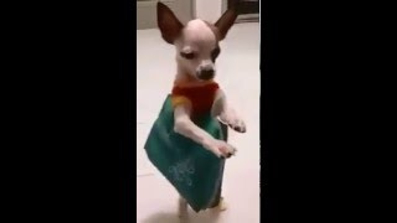 *Try Not To Laugh Challenge* Funny Dogs Compilation - Funniest Dog Videos 2017