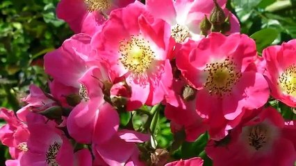 Roseto comunale di Roma