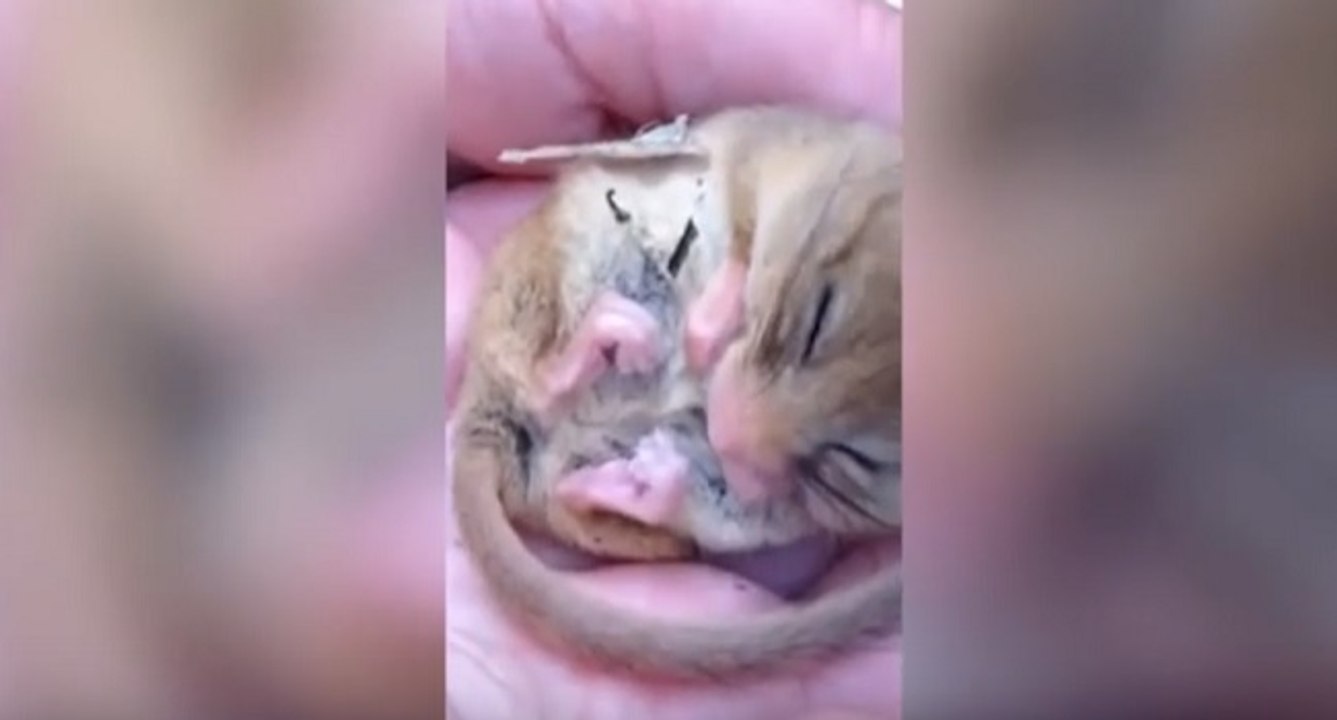 Bébé loir en hibernation ronfle