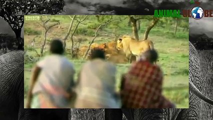 Man vs lion African Tribe steals Lions Meat