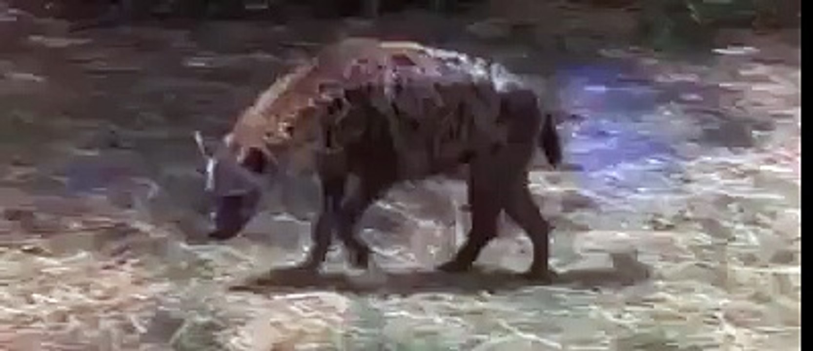بط يشغل الضبع لمحاولة افتراس افراخها