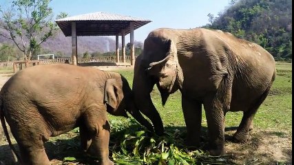 Group Of Scared Elephants Finally Find Their Forever Home