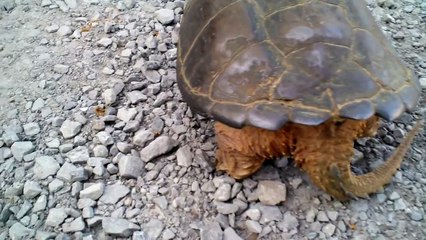 This Right Here Is Exactly Why You Should Never Ever Mess With A Snapping Turtle.
