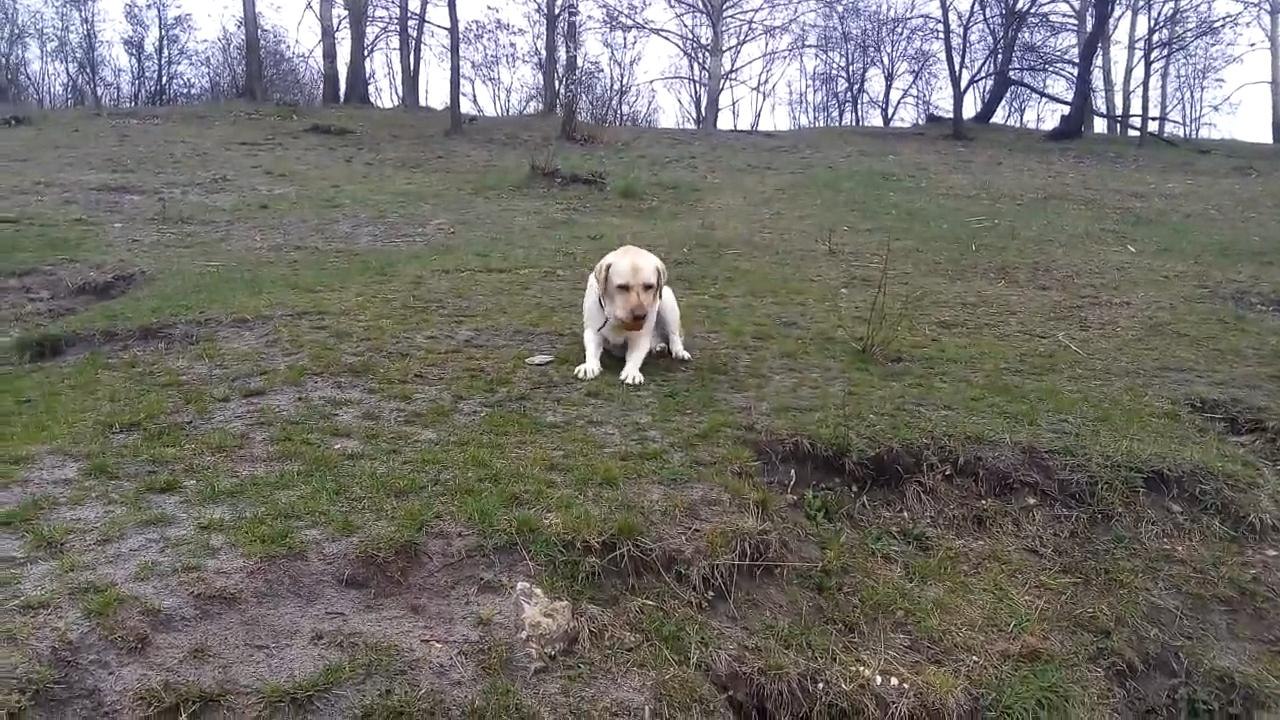 Labrador and Apple