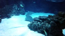 Aquatic Animal Discovery (Sting-Ray like shark) | Science Vlog