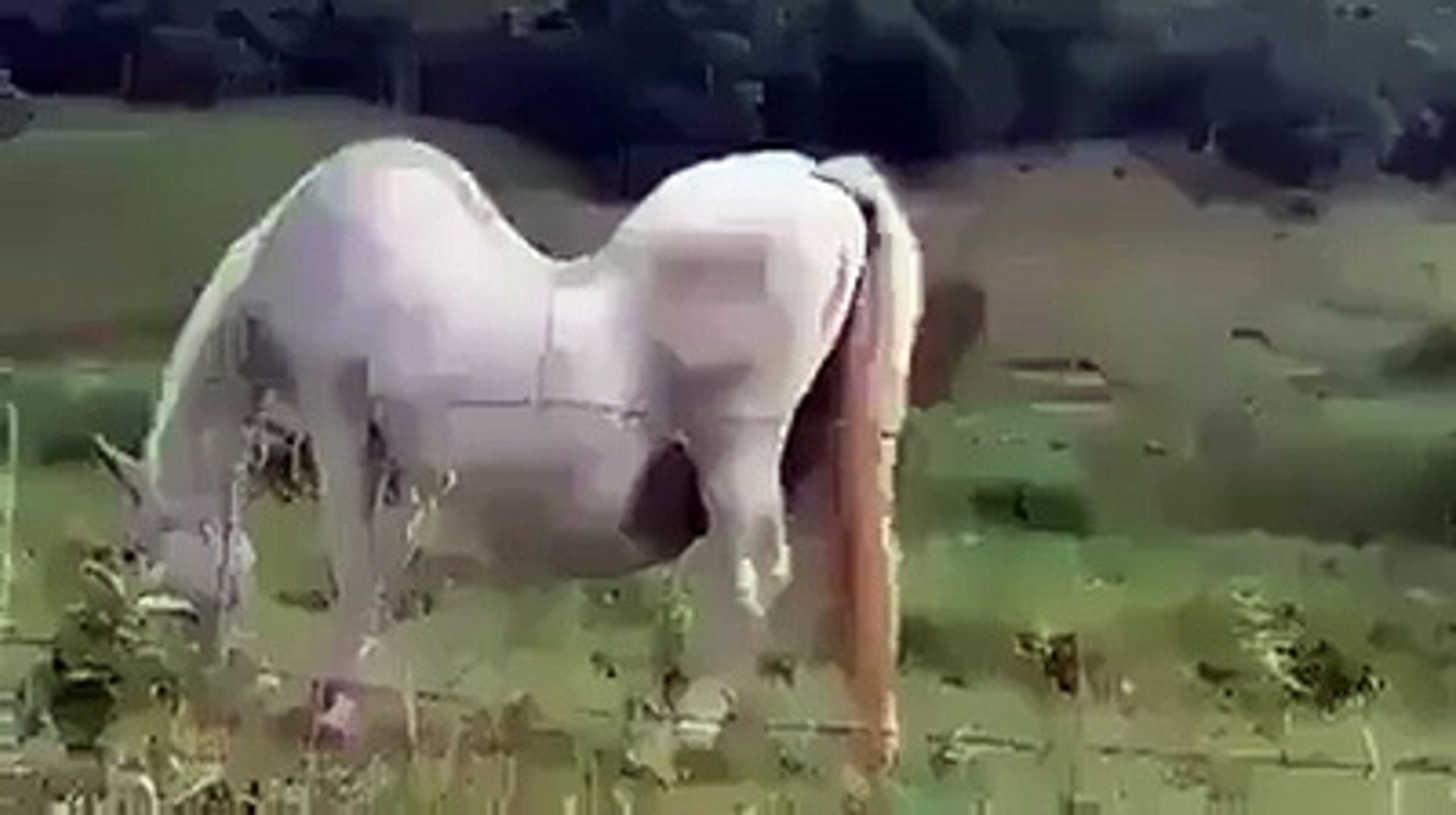 конь трахает девку русски фото 98