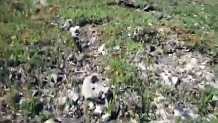 صدم عليه دب أو هو وحدو في الجبل أو معندوش سلاح تفرج شصار