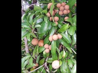 Chikoo/ Sapodilla production technology by Dr.Ashraf Sahibzada