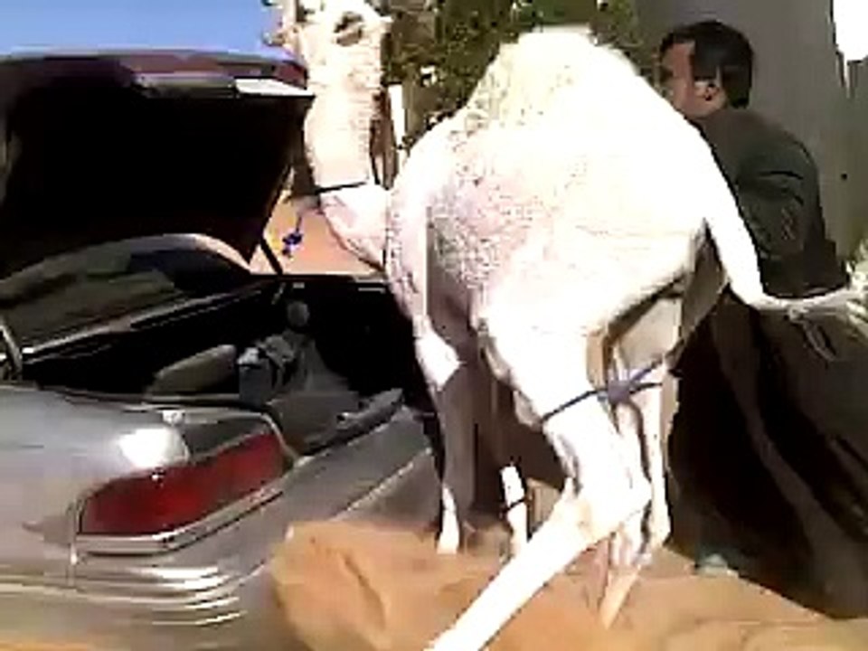 funny clip