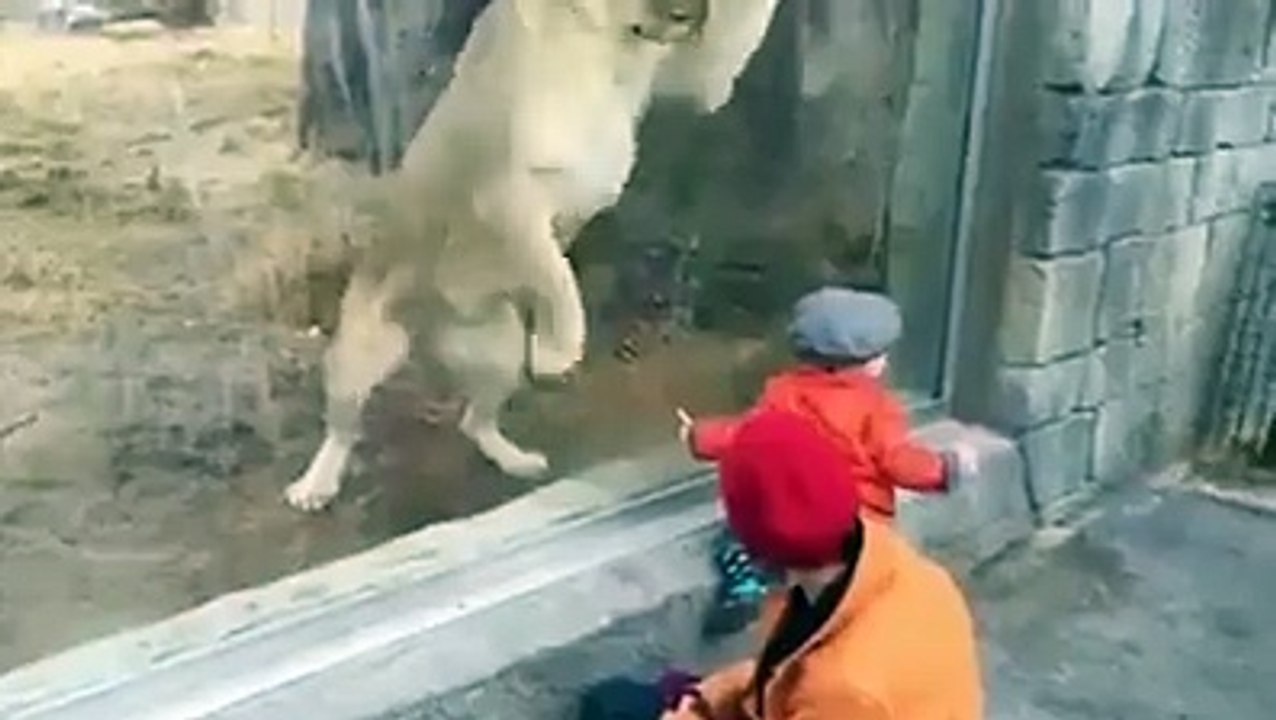 Mirror Zoo