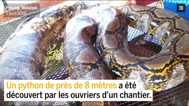 Le plus grand serpent du monde découvert en Malaisie ?