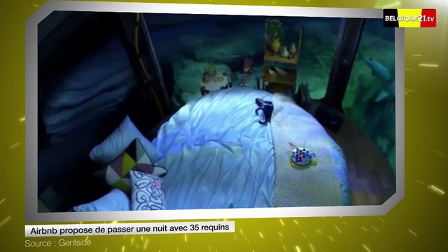Airbnb propose de passer une nuit avec 35 requins