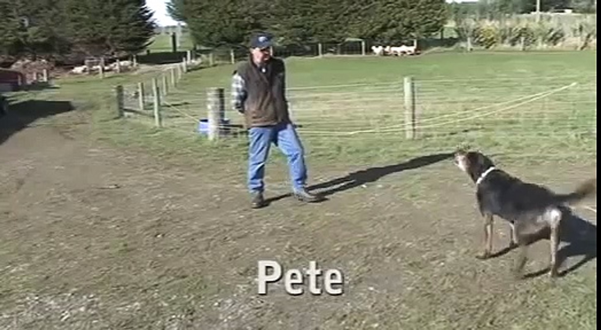 ⁣Pete on sheep